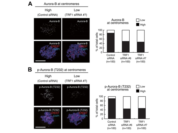 Immunofluorescence using Aurora B pT232
